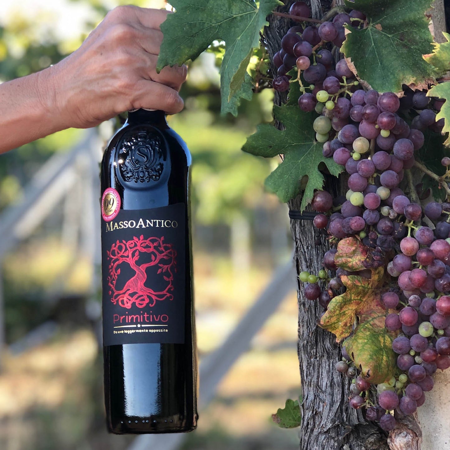 Masso Antico Primitivo Salento IGT Appasito Red Wine 750ml